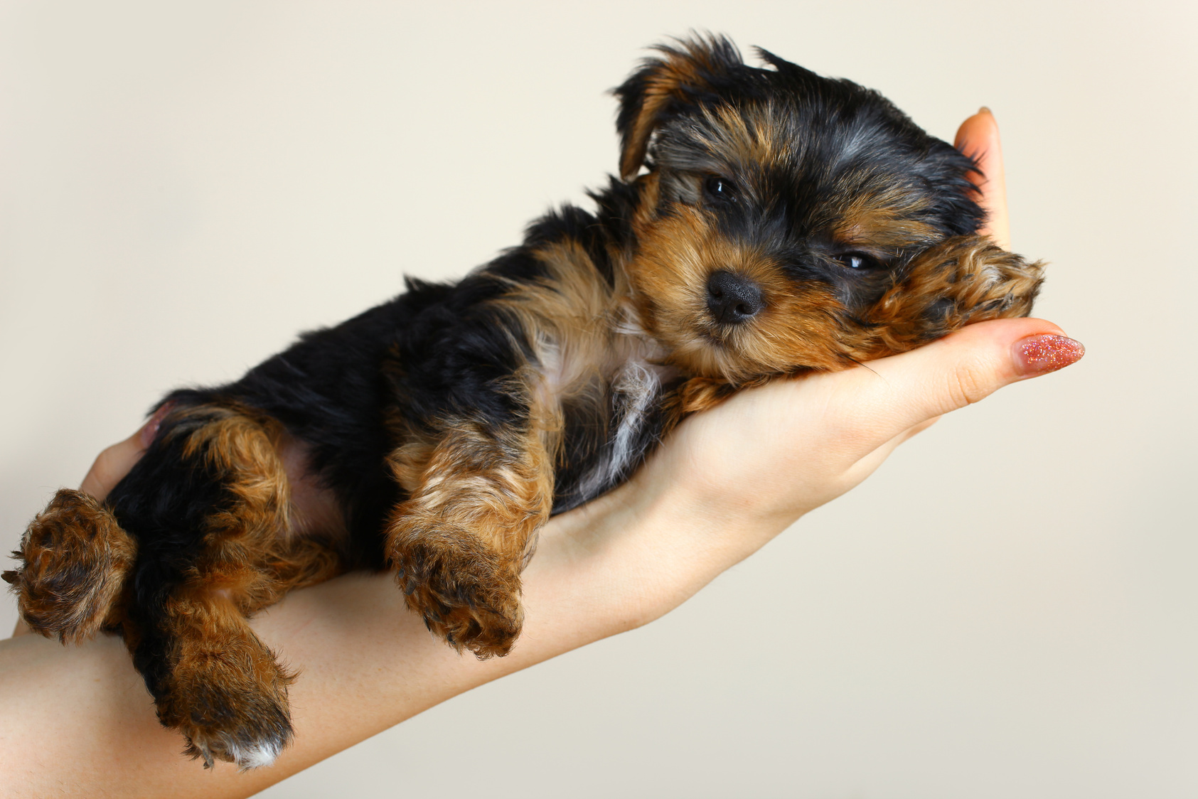 Puppy Yorkshire Terrier