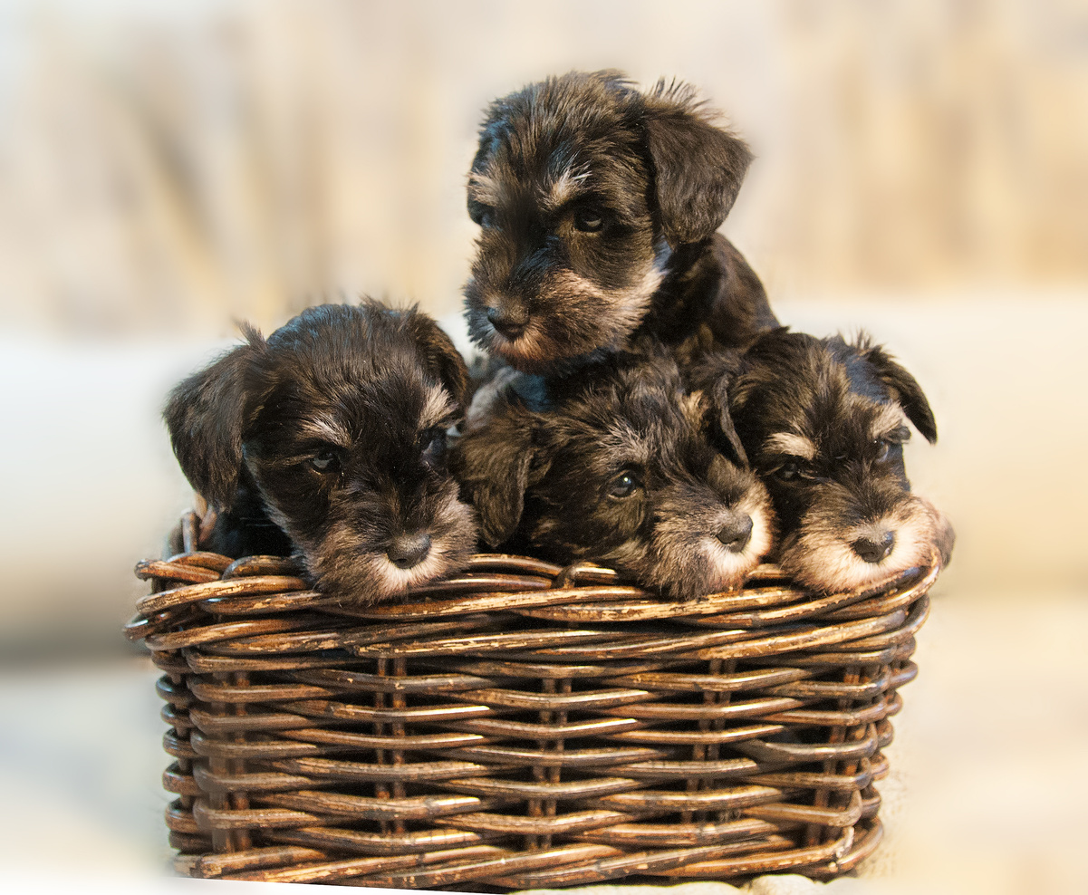 puppies