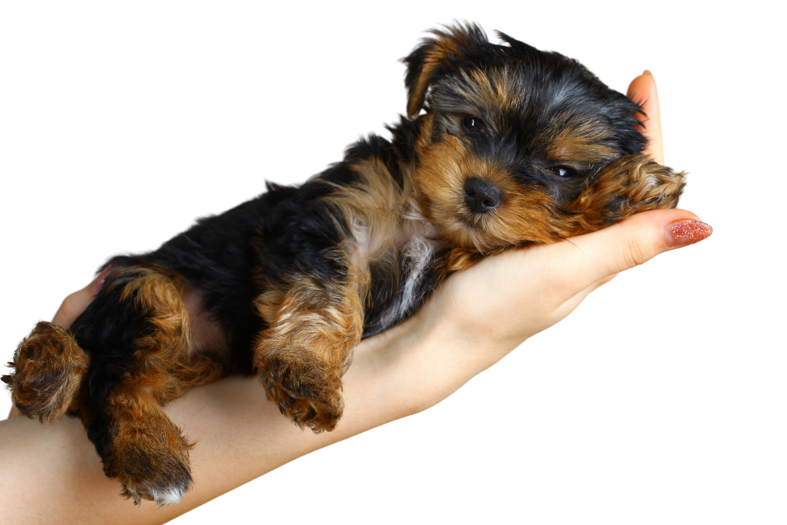 Puppy Yorkshire Terrier