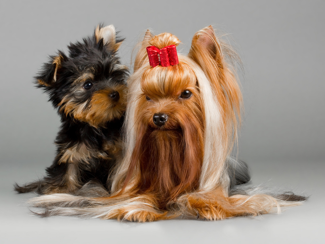Yorkshire terrier
