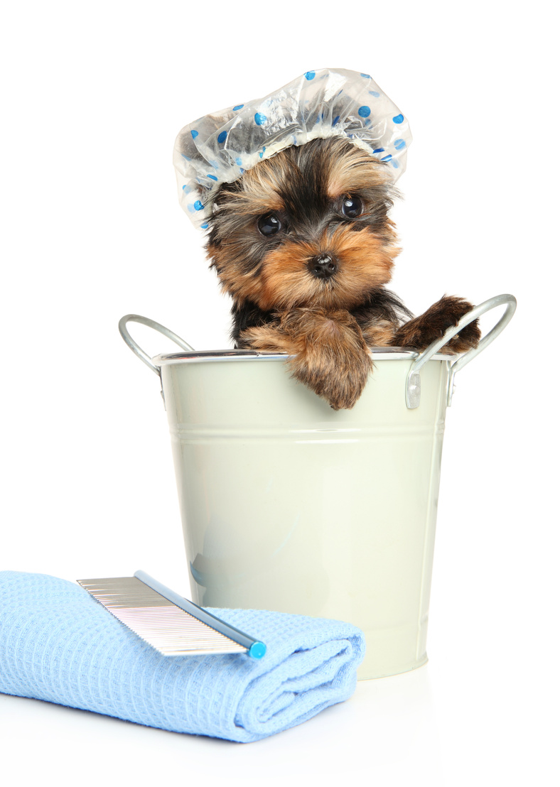 Yorkshire Terrier puppy